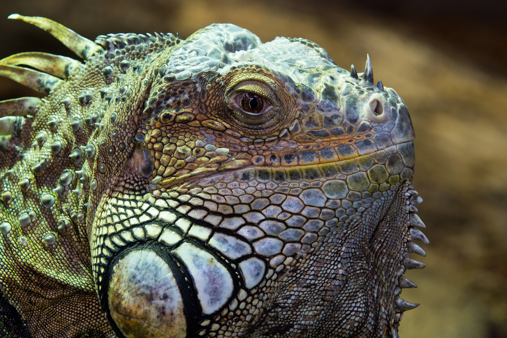 Grüner Leguan