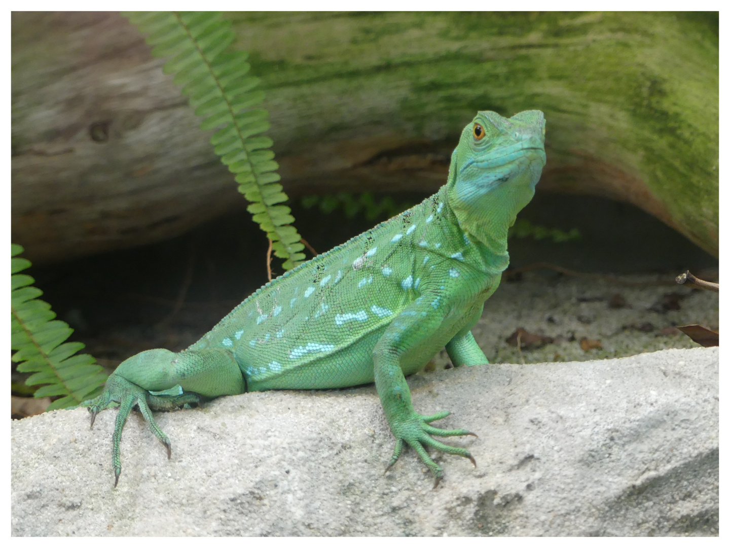 Grüner Leguan?