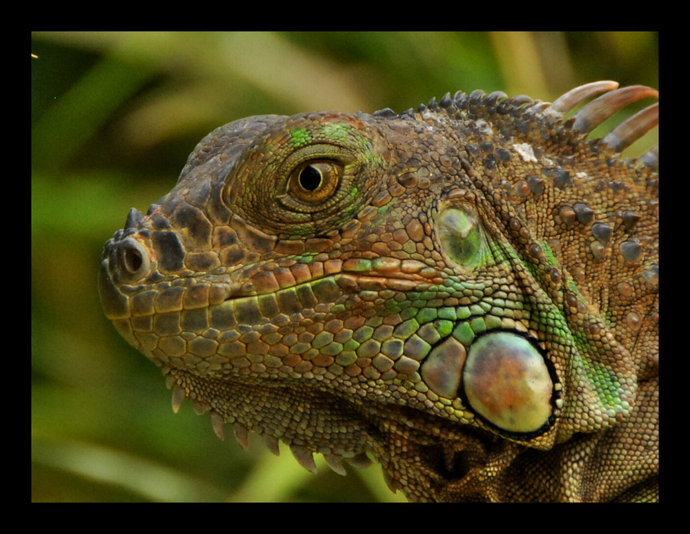 grüner Leguan