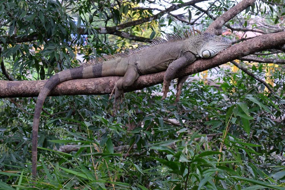 grüner Leguan