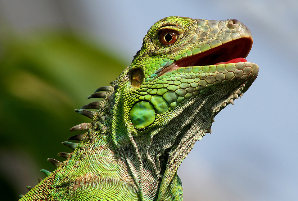 Grüner Leguan