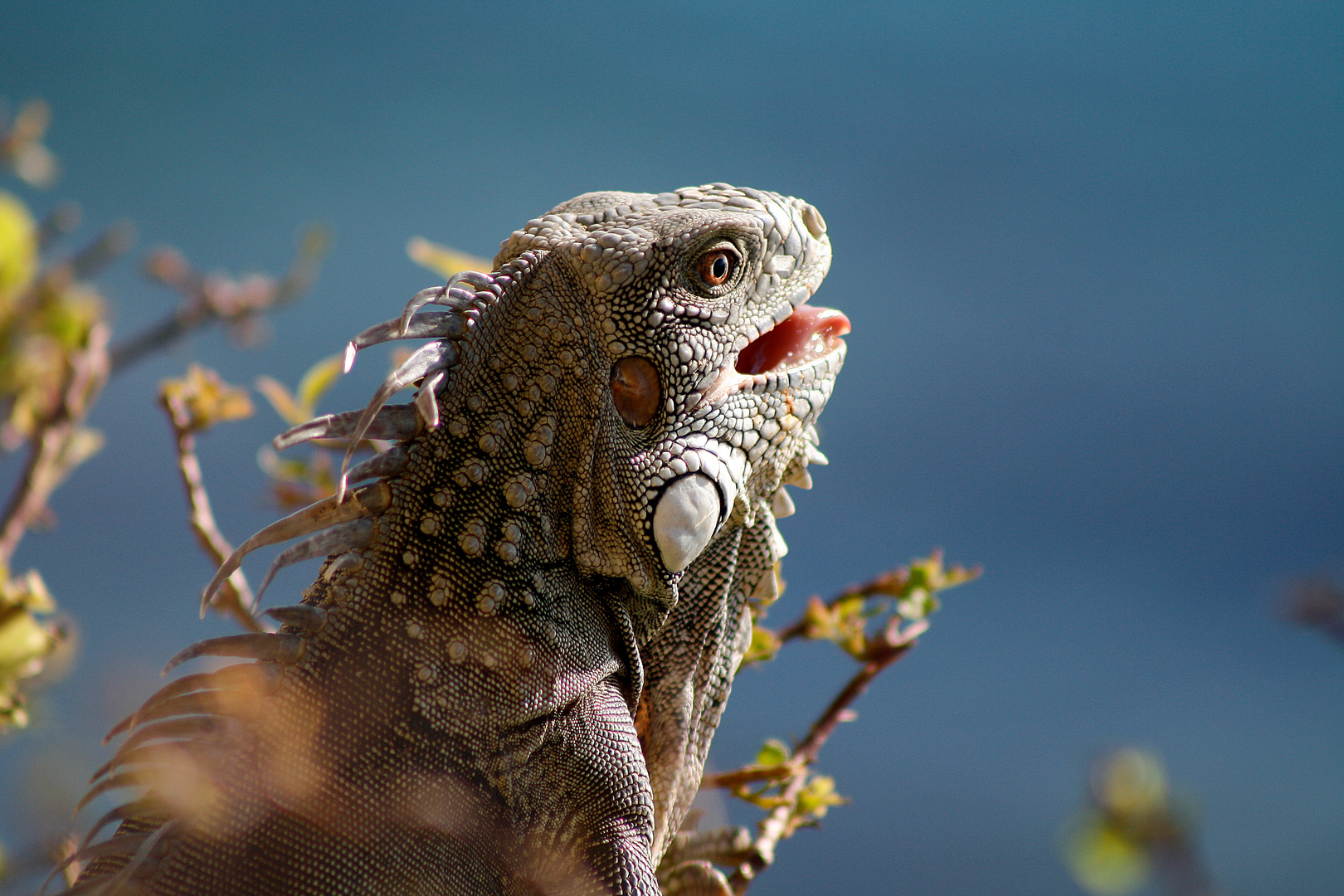 Gruener Leguan