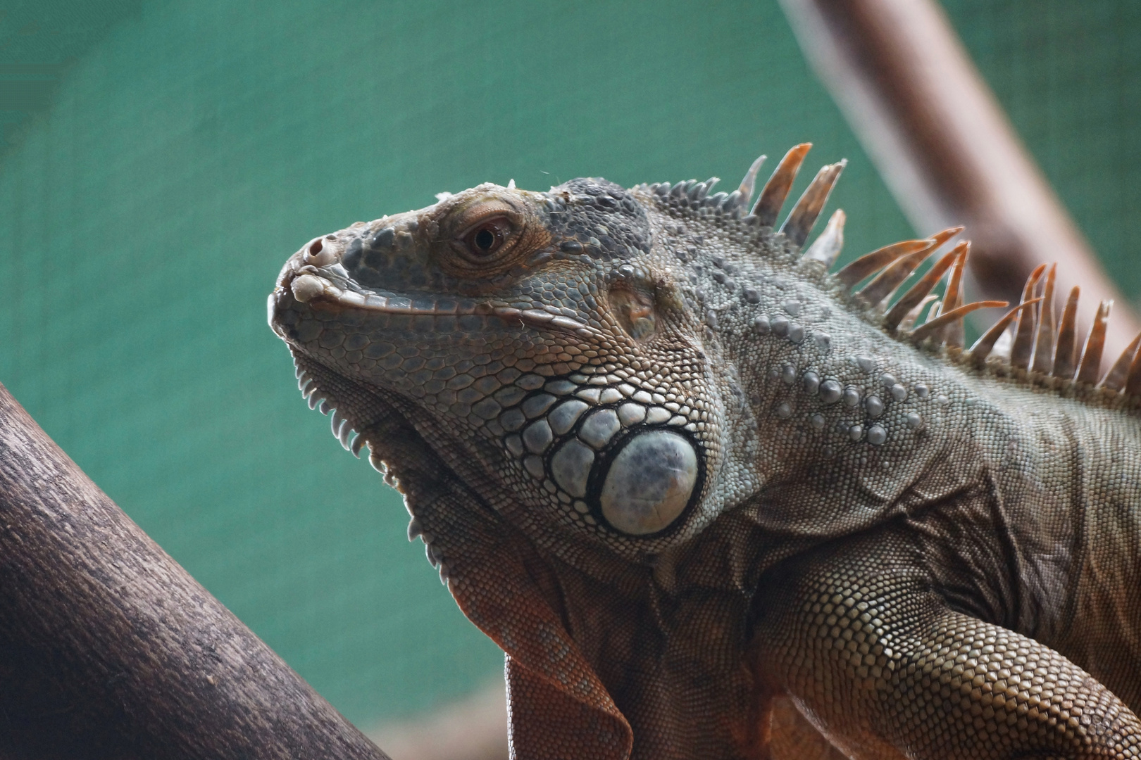 Grüner Leguan