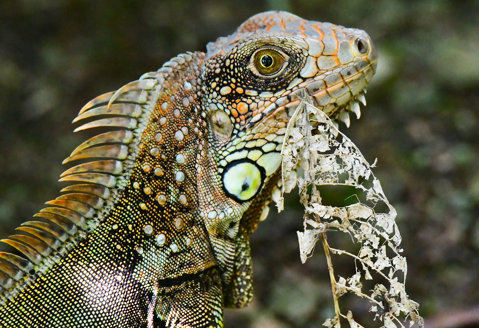 grüner Leguan