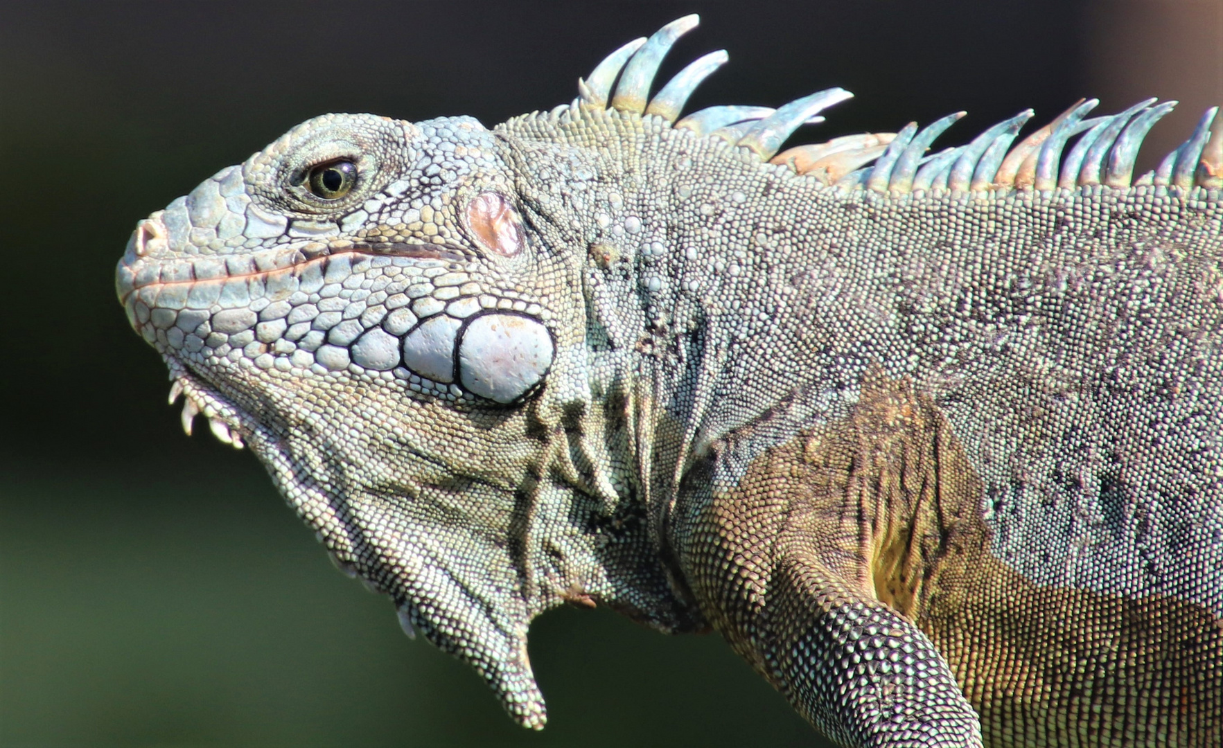 Grüner Leguan