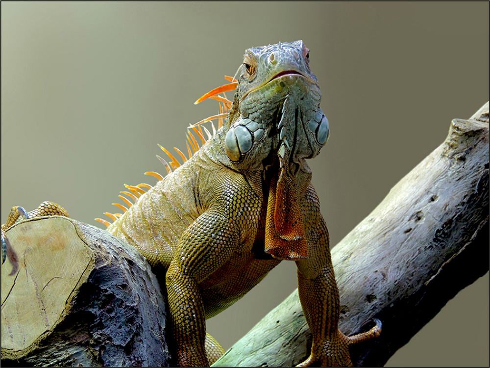 Grüner Leguan