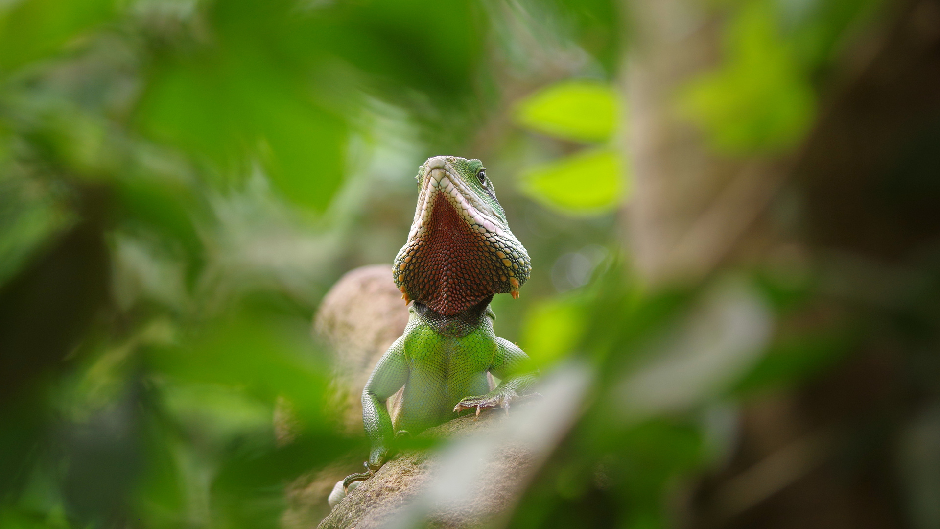 grüner Leguan