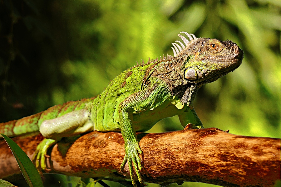 grüner Leguan