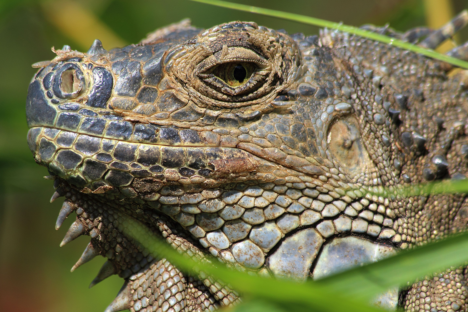 grüner Leguan