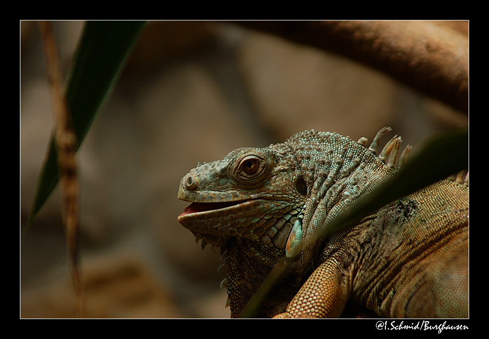 Grüner Leguan