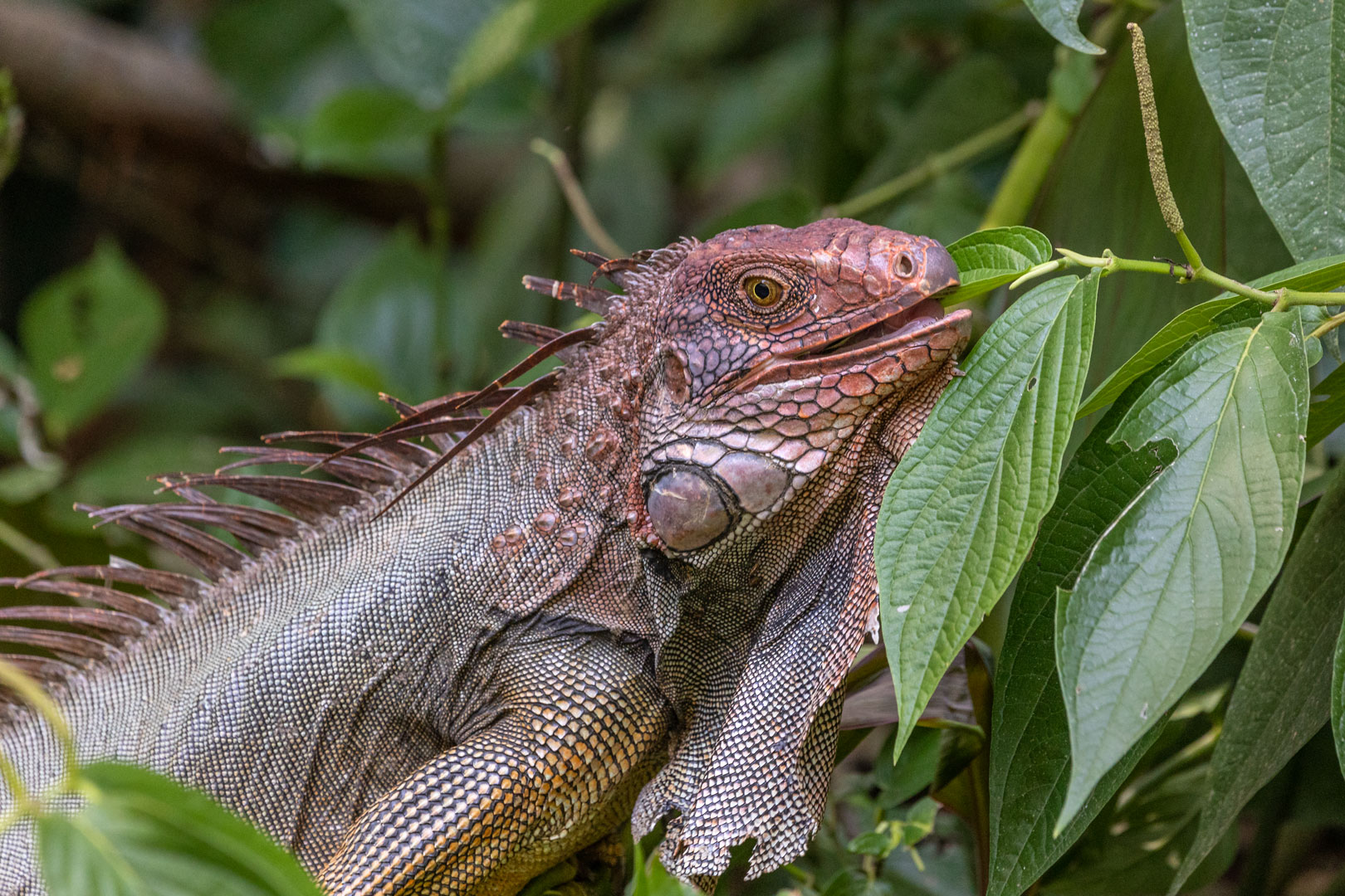 Grüner Leguan