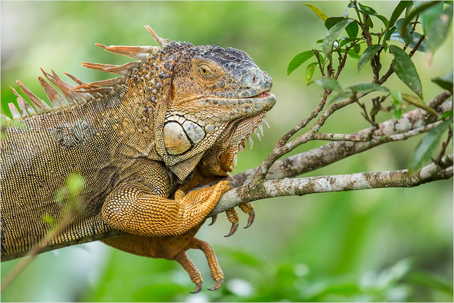 Grüner Leguan