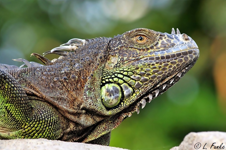 Grüner Leguan....