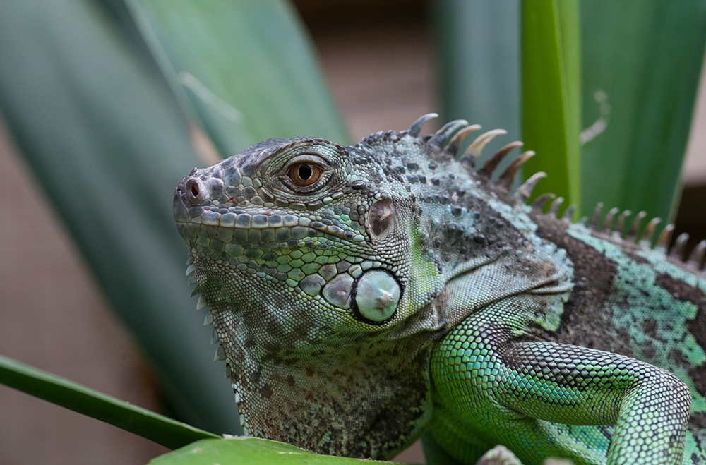 grüner leguan