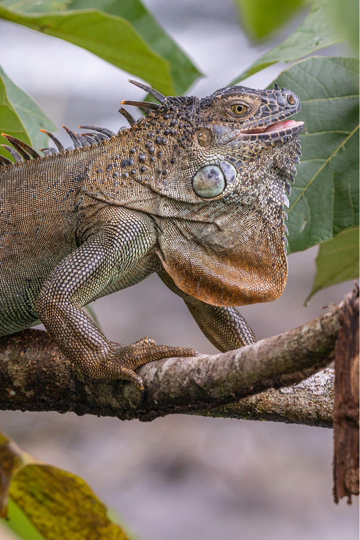 Grüner Leguan