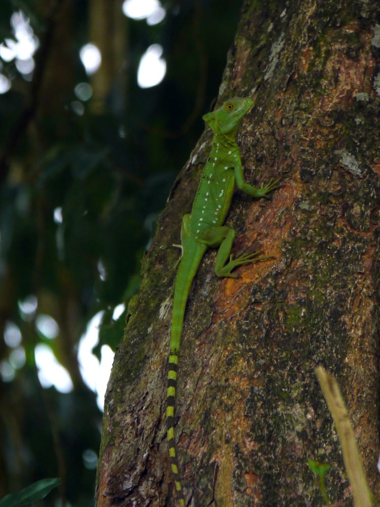 Grüner Leguan ?