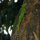 Grüner Leguan ?