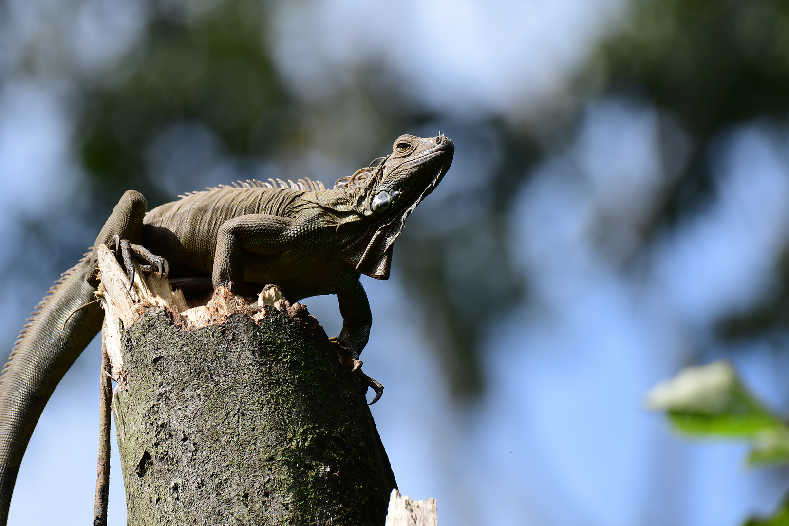 Grüner Leguan