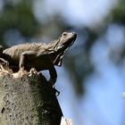 Grüner Leguan