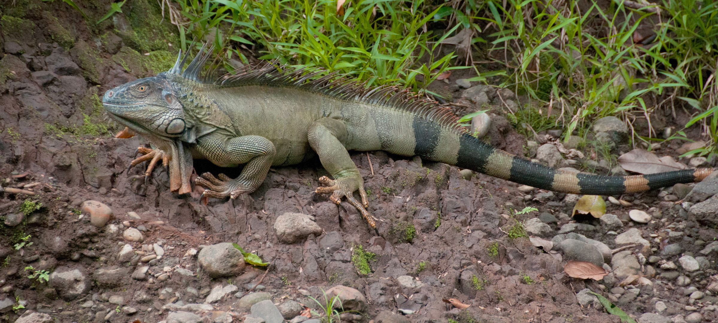 Grüner Leguan