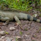 Grüner Leguan