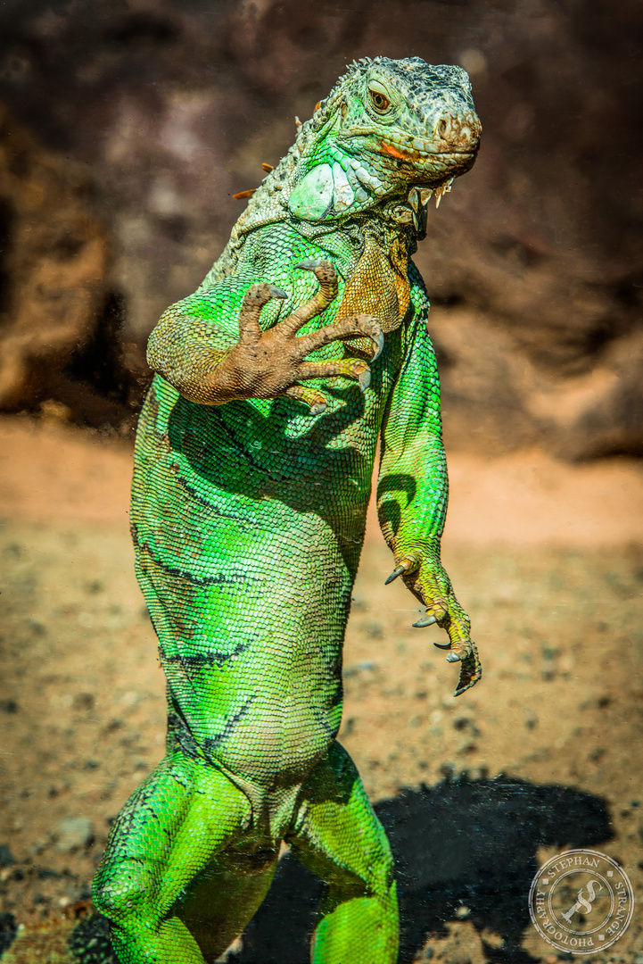 Grüner Leguan