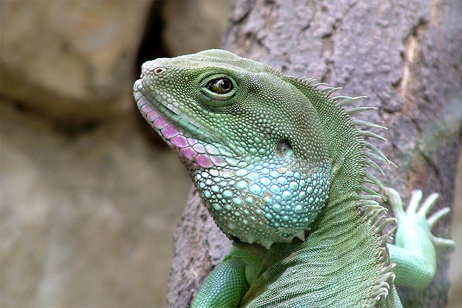 Grüner Leguan