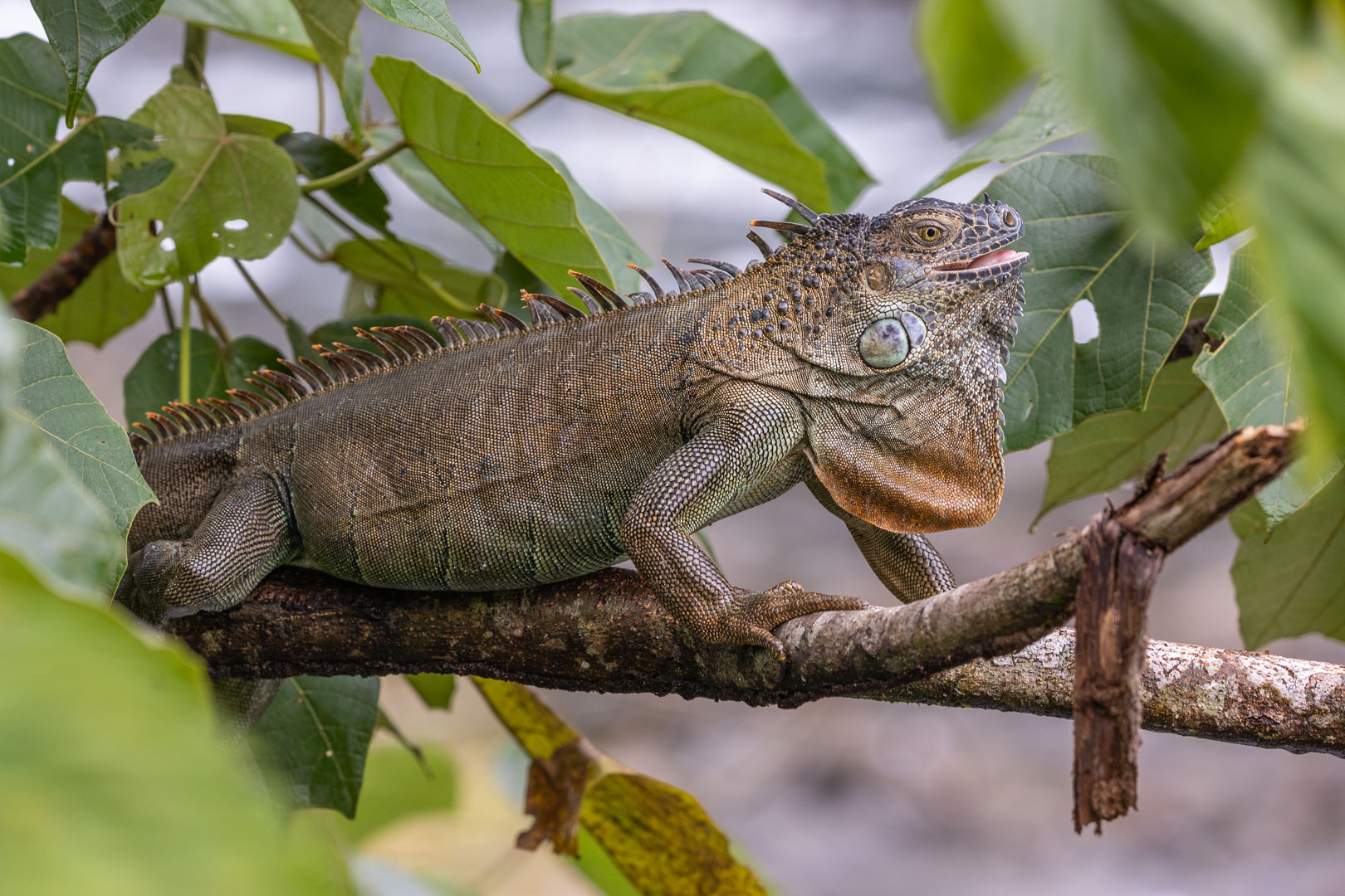 Grüner Leguan