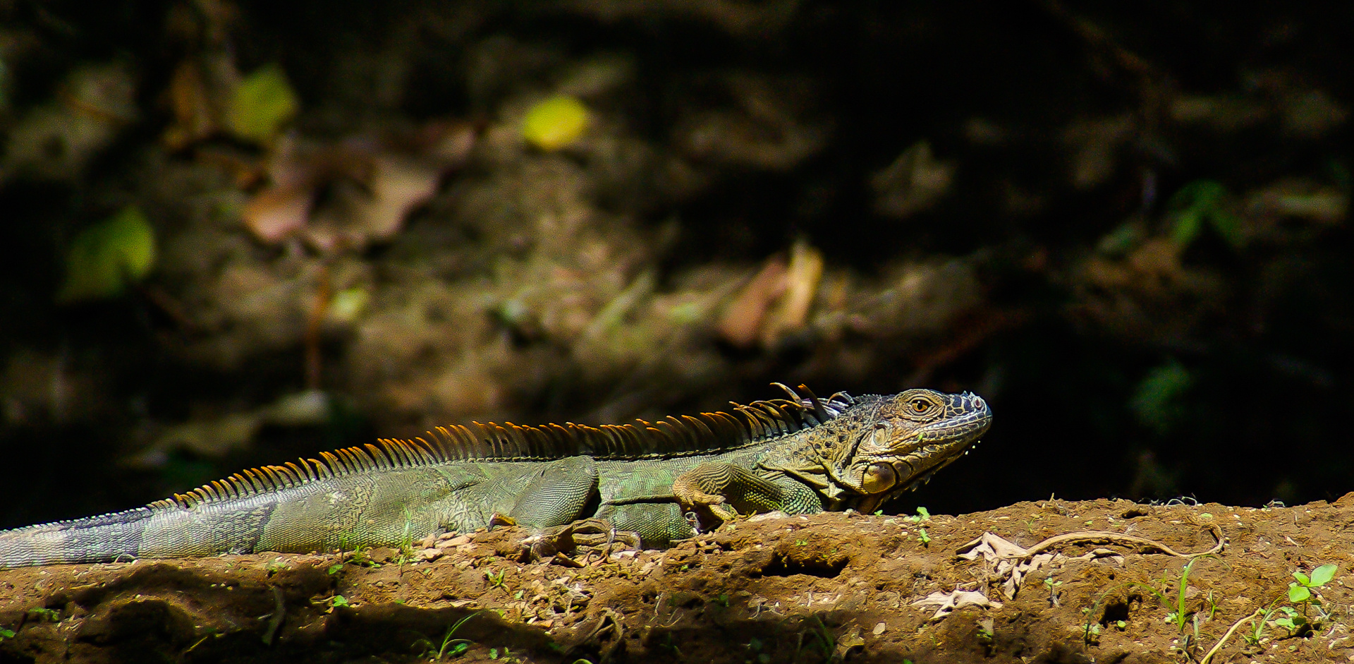 Grüner Leguan