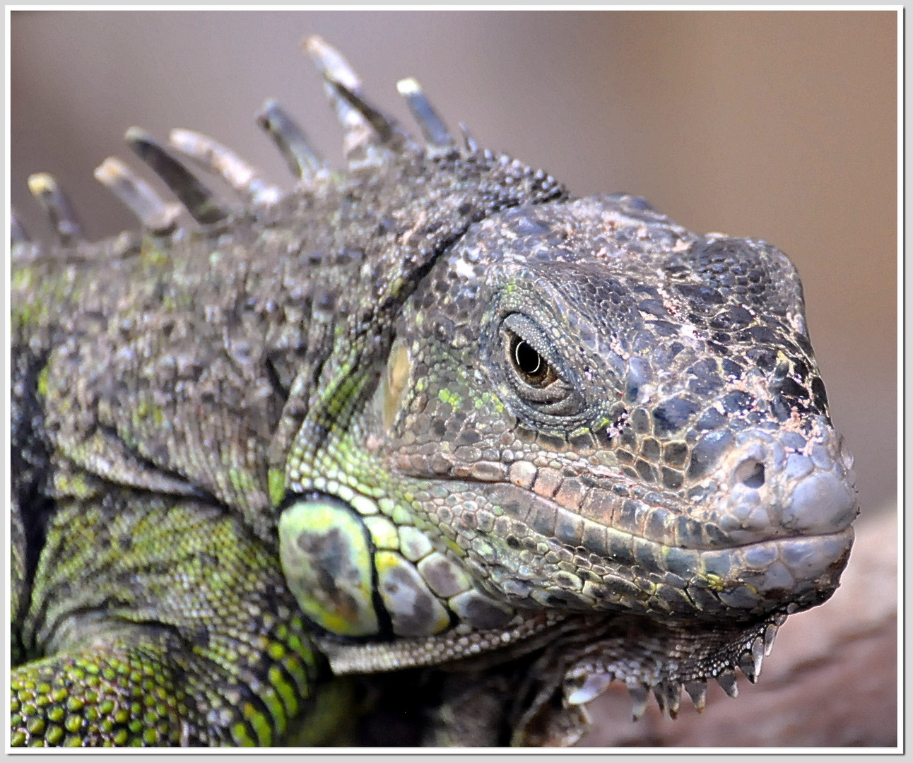 Grüner Leguan