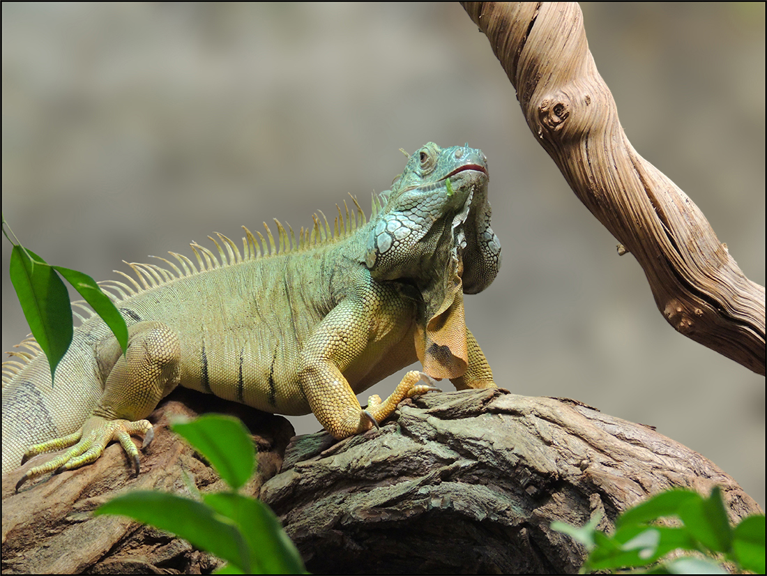 Grüner Leguan