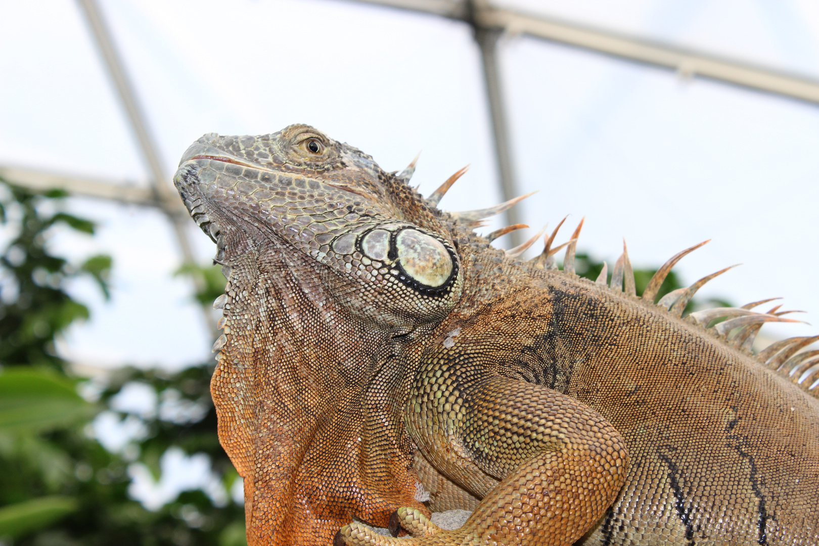 grüner Leguan