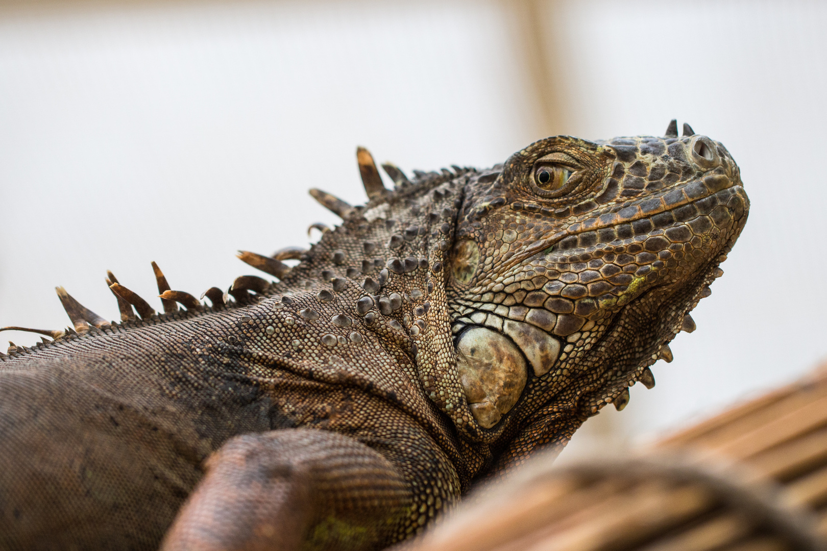 Grüner Leguan