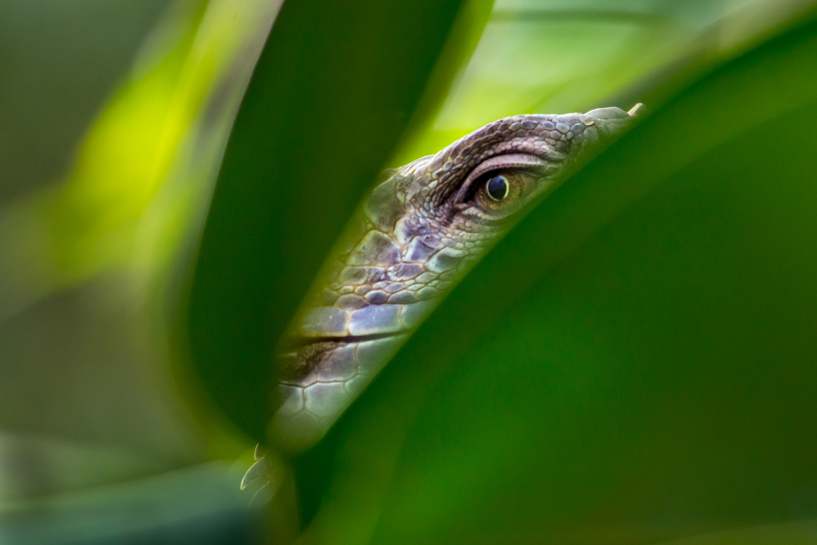 Grüner Leguan