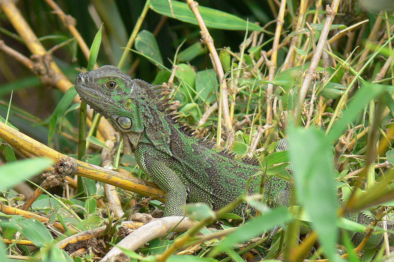 Grüner Leguan