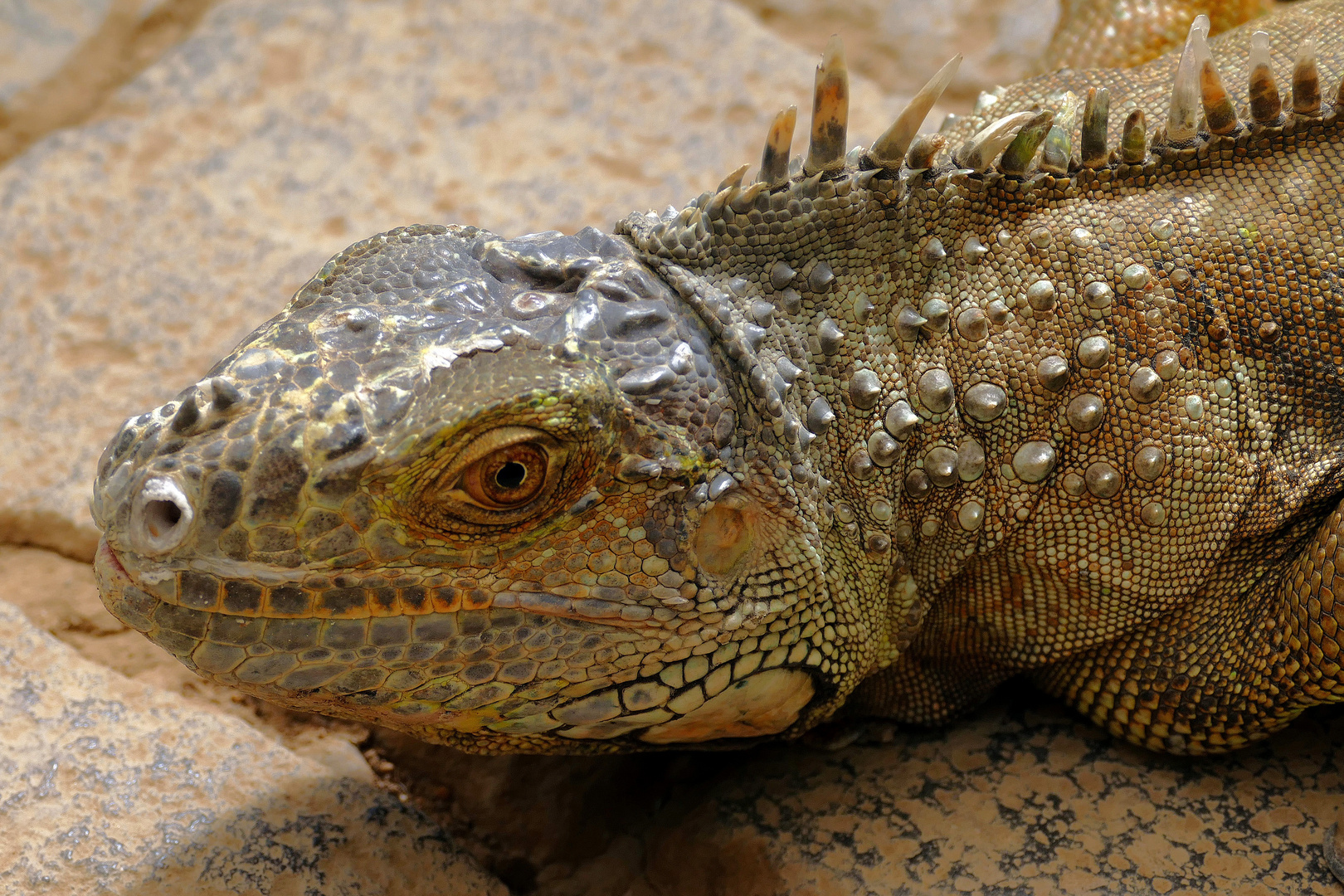 Grüner Leguan