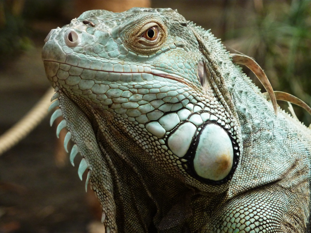 Grüner Leguan