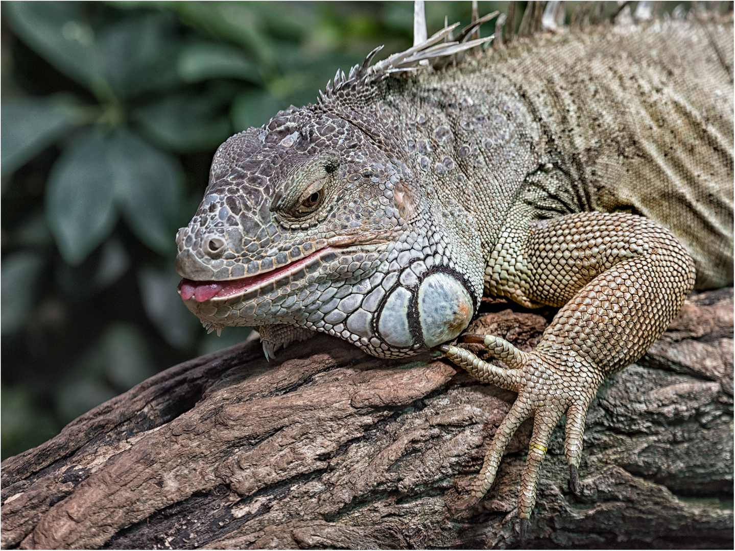 Grüner Leguan