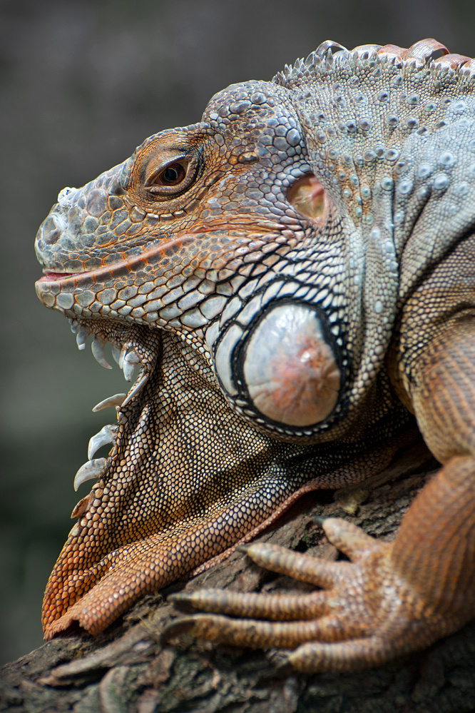 Grüner Leguan