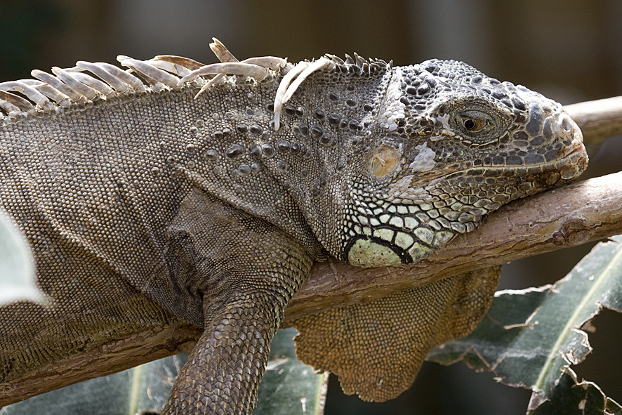 Gruener Leguan