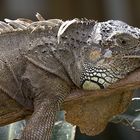 Gruener Leguan