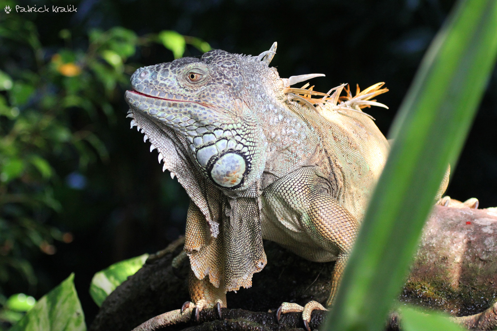 Grüner Leguan...