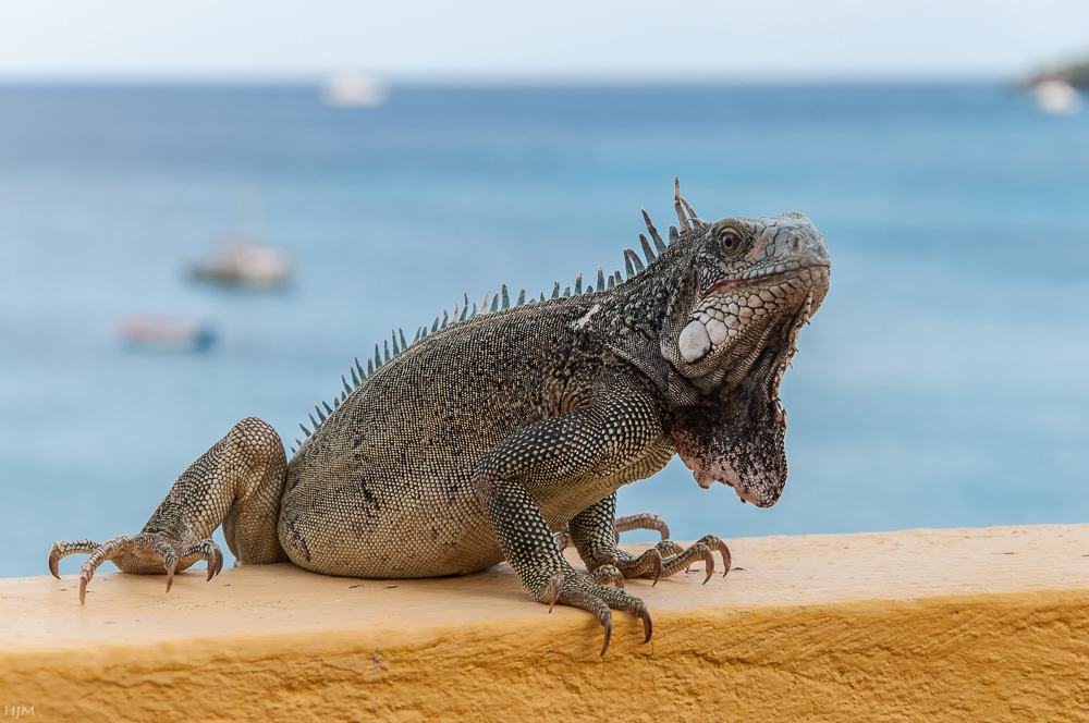 Grüner Leguan