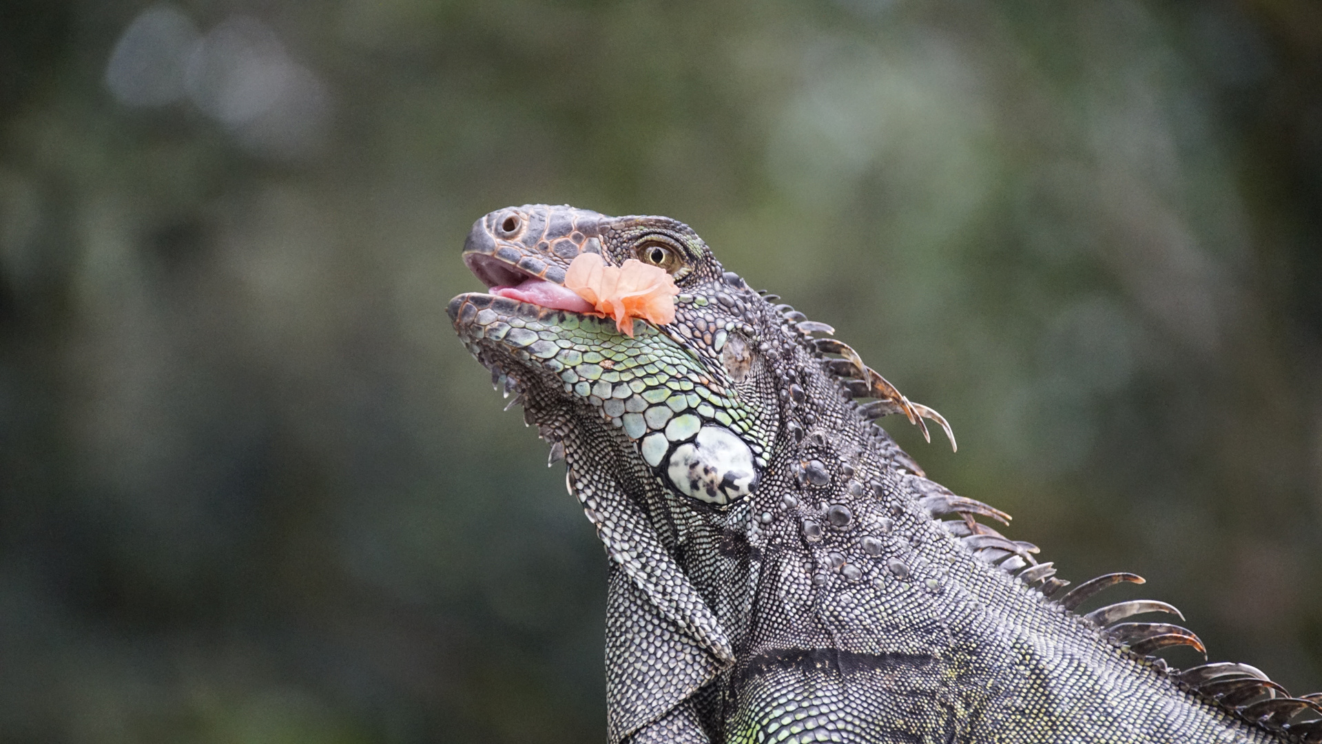 Grüner Leguan