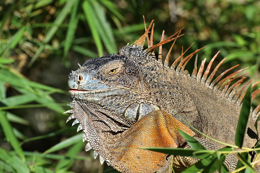 Grüner Leguan