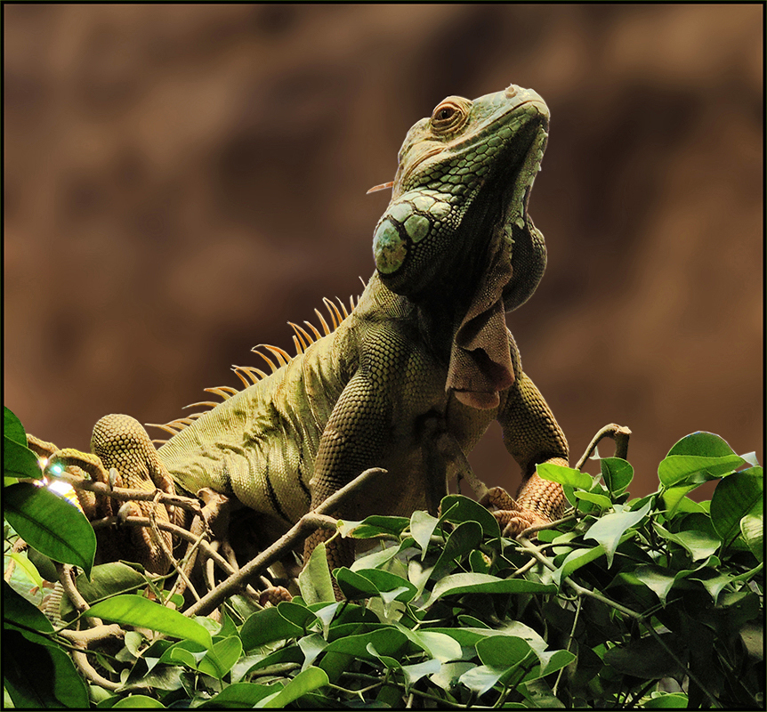 Grüner Leguan