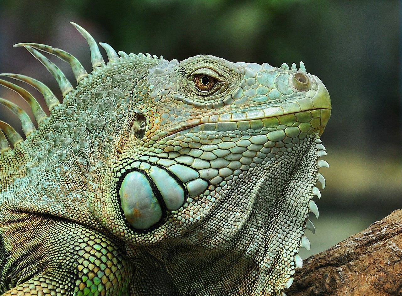 Grüner Leguan