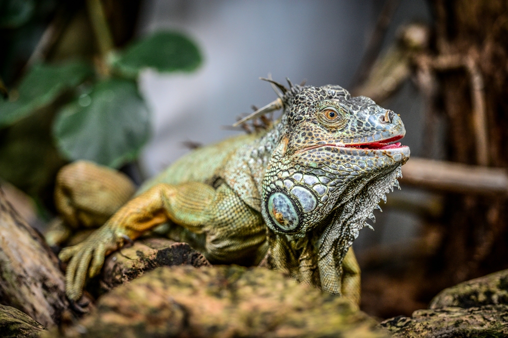 Grüner Leguan