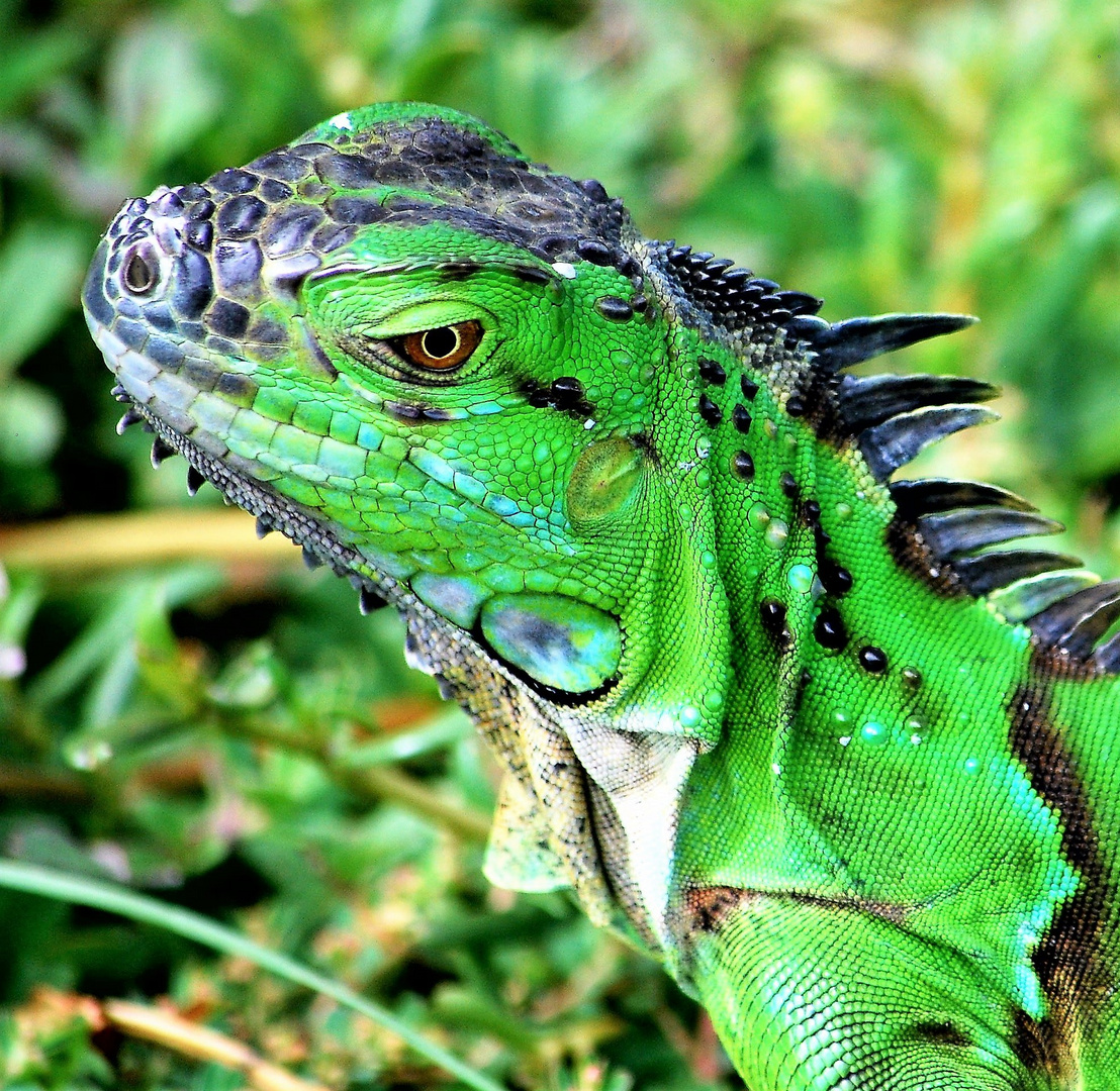 Grüner Leguan