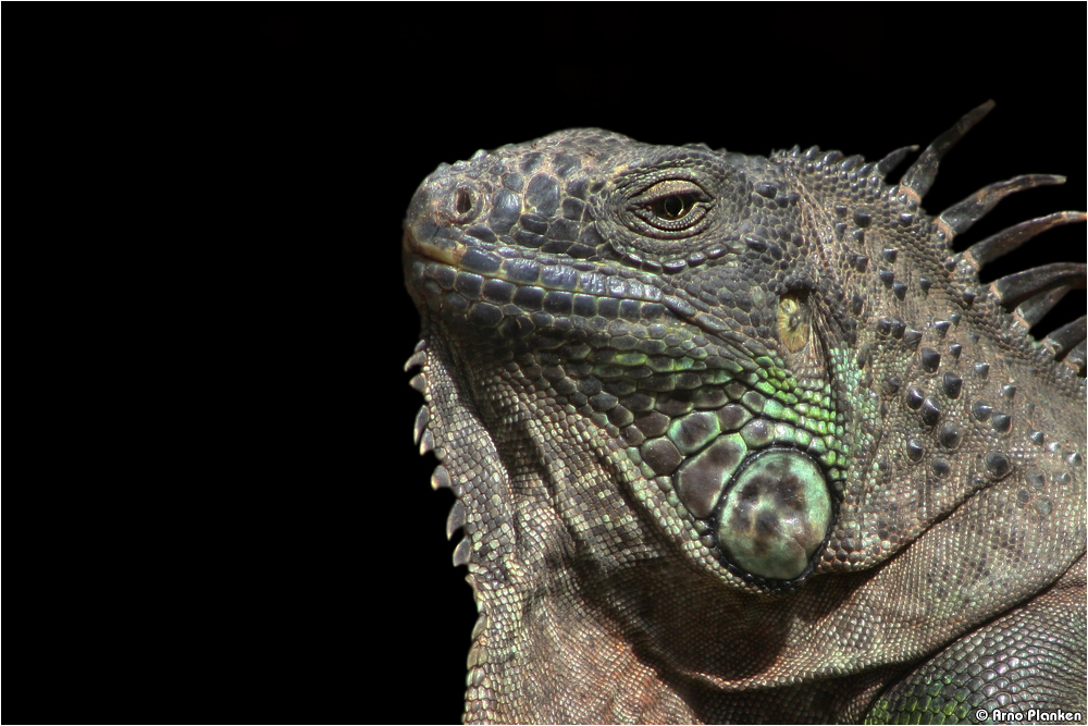 Grüner Leguan